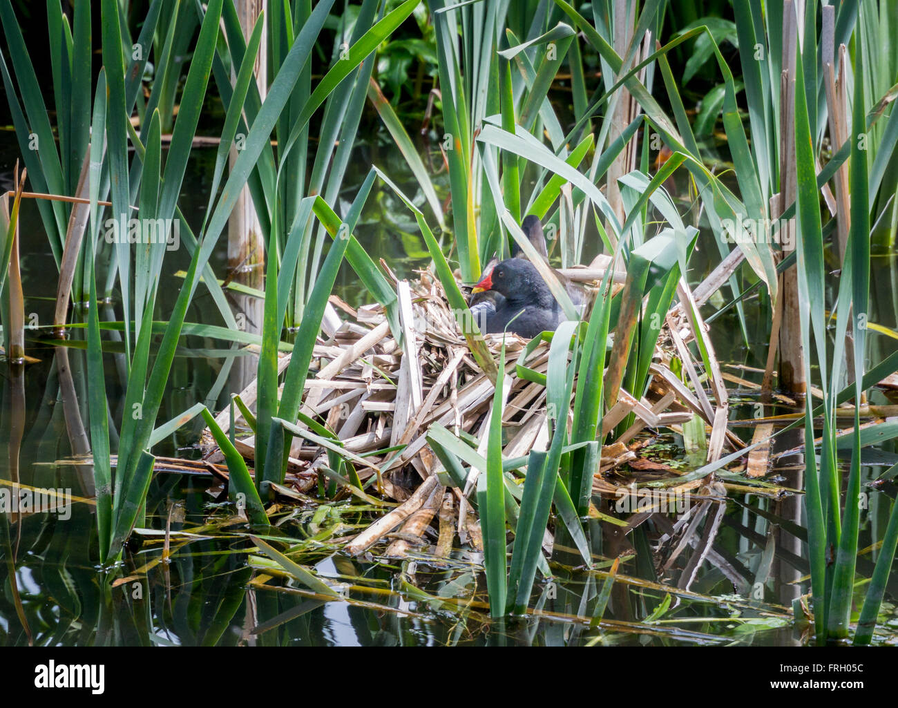 Teichhuhn sitzt auf einem Nest Schilf Stockfoto