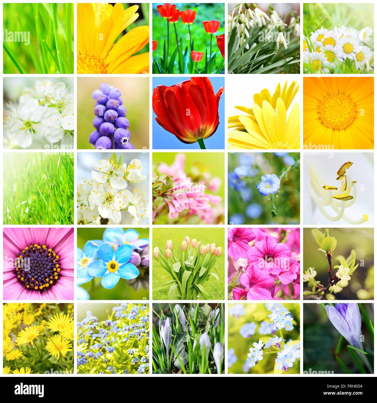 Frühling natürlich abstrakt Collage mit Pflanzen und Blumen im Garten. Ein Frühjahrs-Kollektion. Hintergrund Collage. Frühling Thema collage Stockfoto