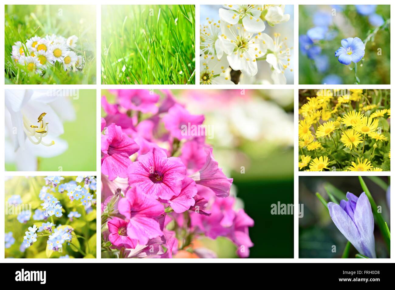 Frühling natürlich abstrakt Collage mit Pflanzen und Blumen im Garten. Ein Frühjahrs-Kollektion. Hintergrund Collage. Frühling Thema collage Stockfoto
