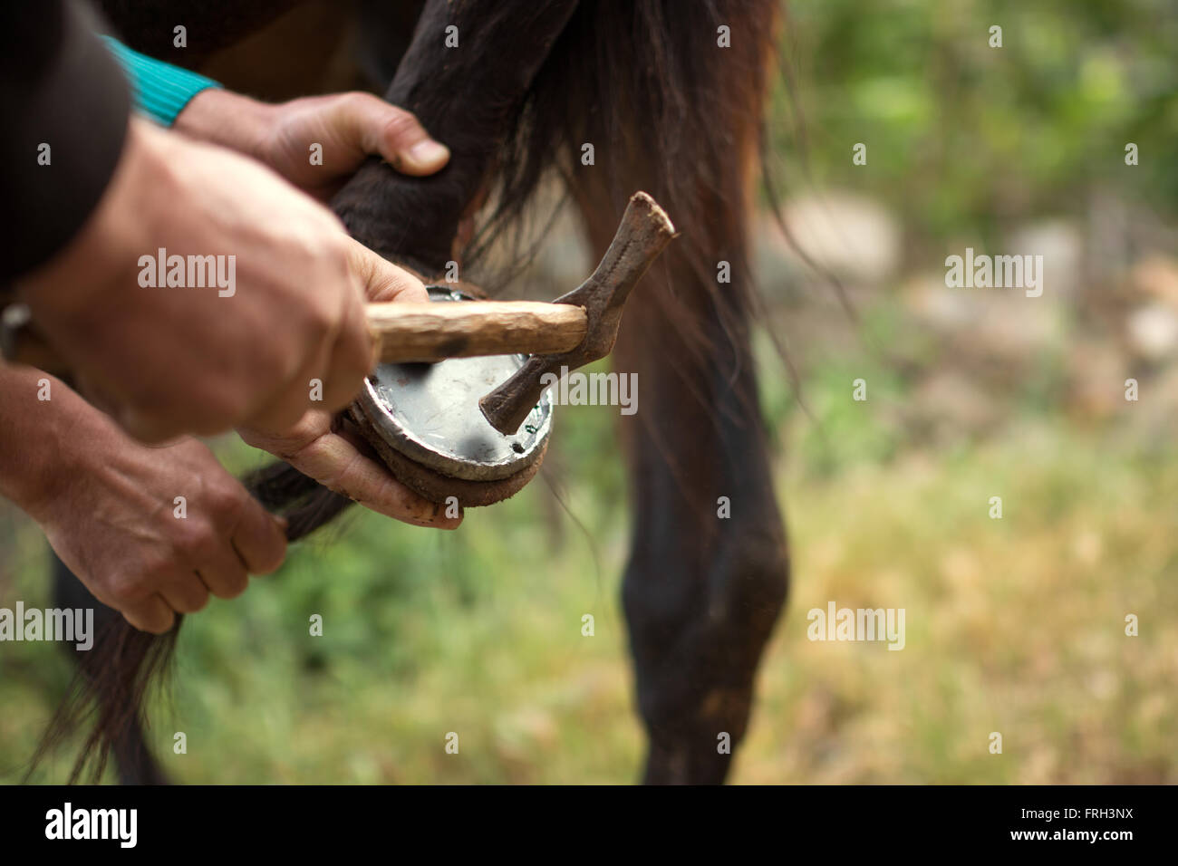 Hufschmied bei der Arbeit auf Pferde HUF Stockfoto