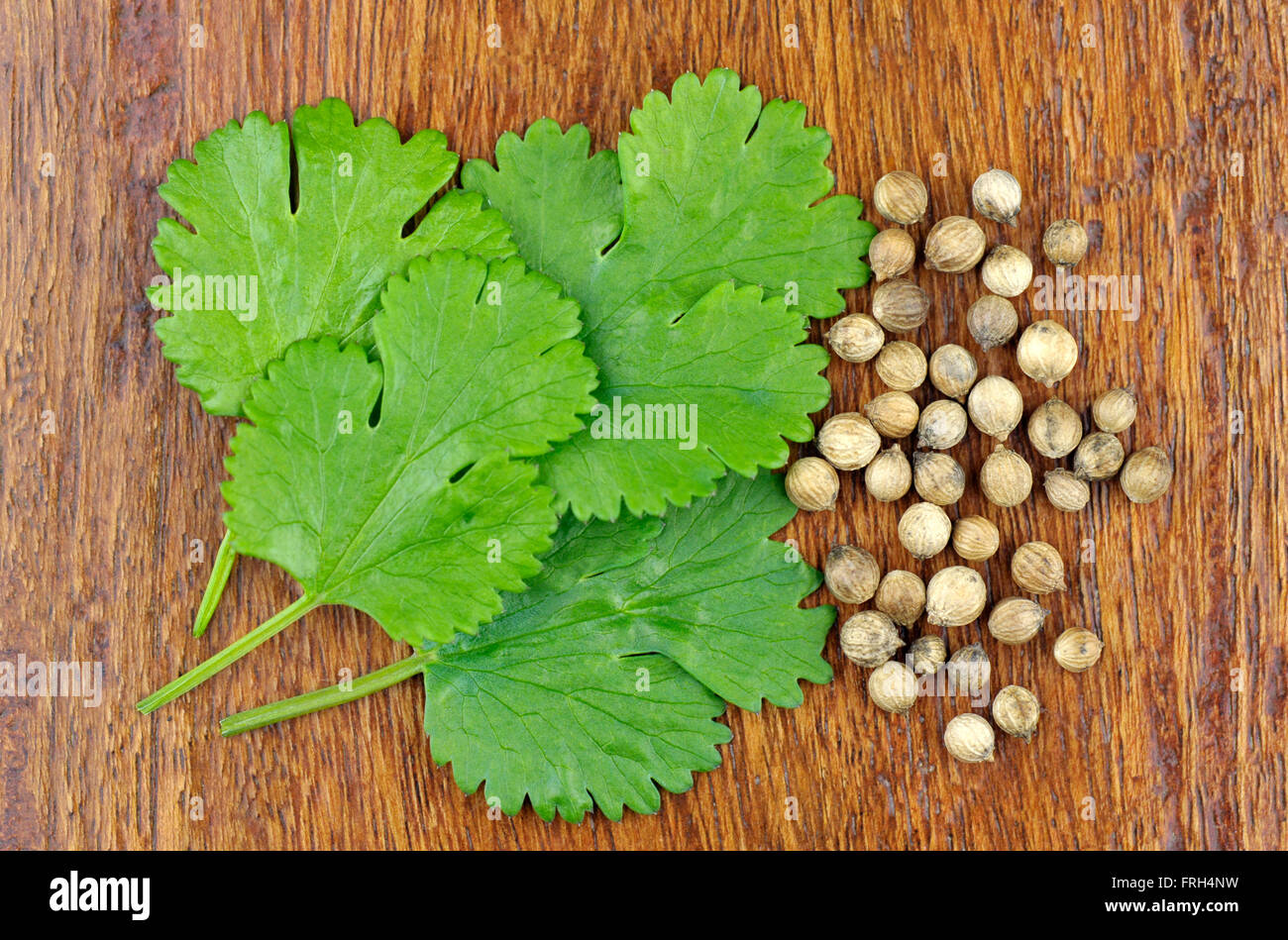 Frischer Koriander Blätter und Samen, Coriandrum Sativum, auch als Pak Chee, Koriander und chinesische Petersilie. Stockfoto