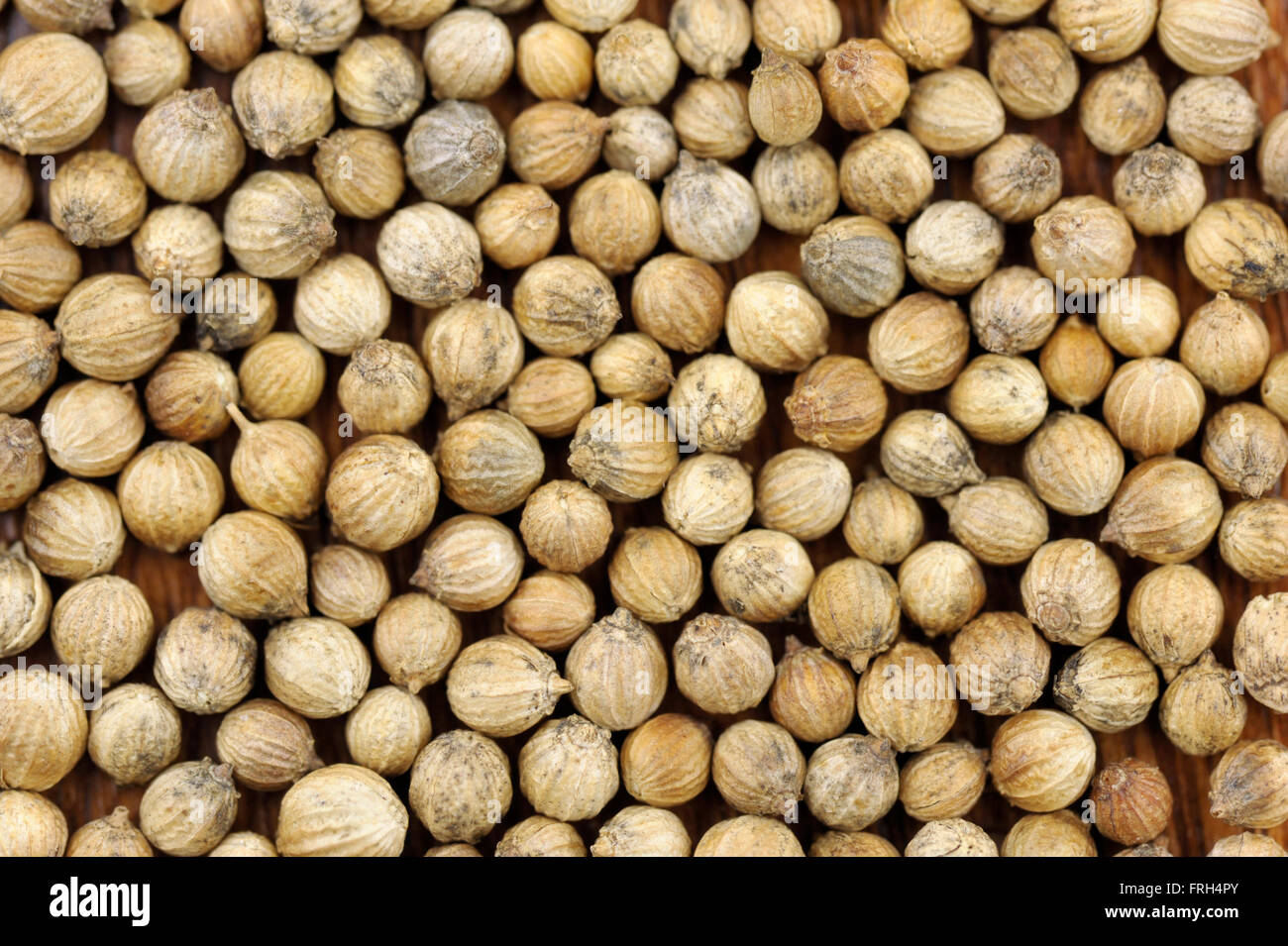 Koriandersamen, Coriandrum Sativum, genannt auch Pak Chee, Koriander und chinesische Petersilie. Stockfoto