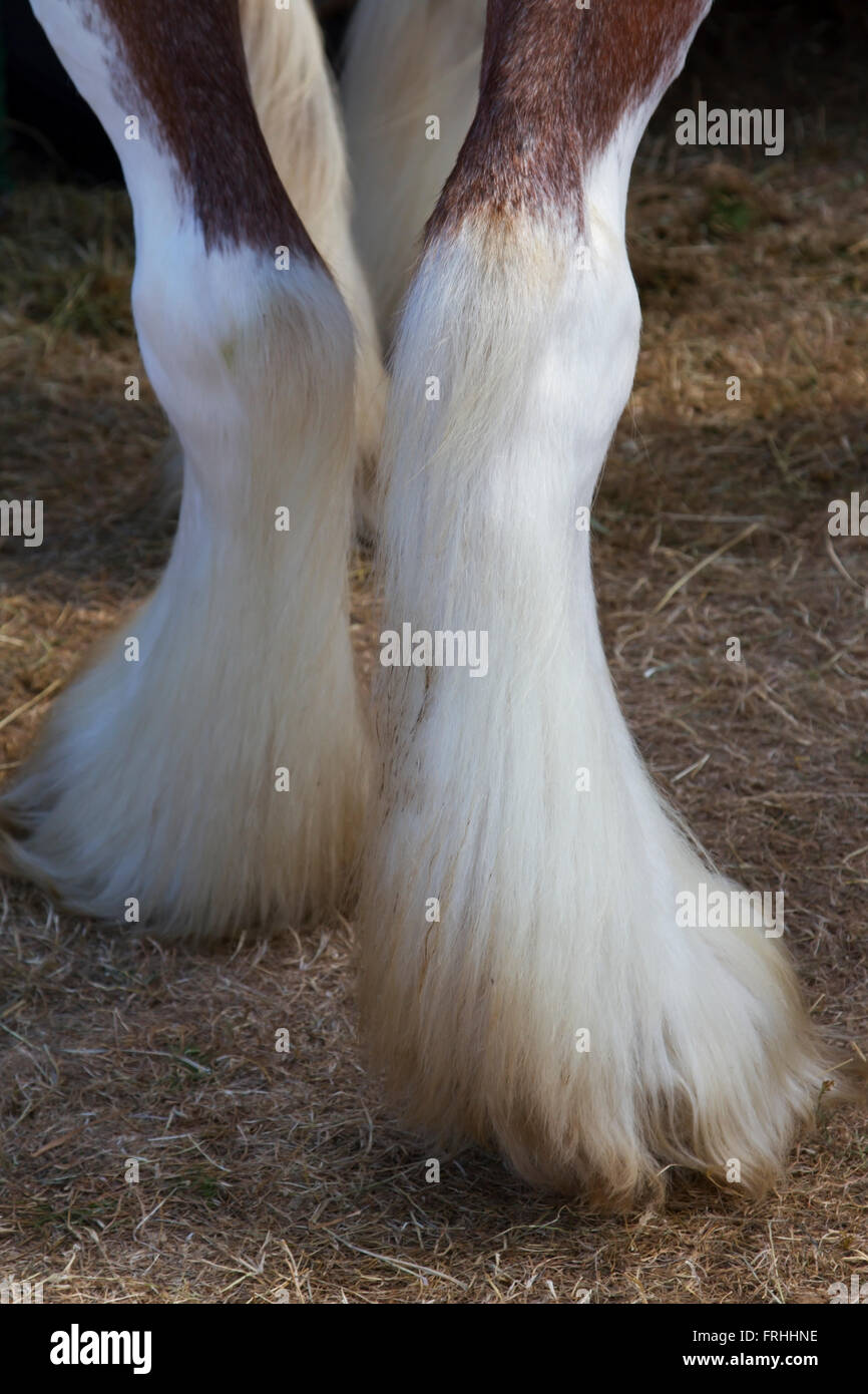 Nahaufnahme der Hinterbeine des Shire horse Stockfoto