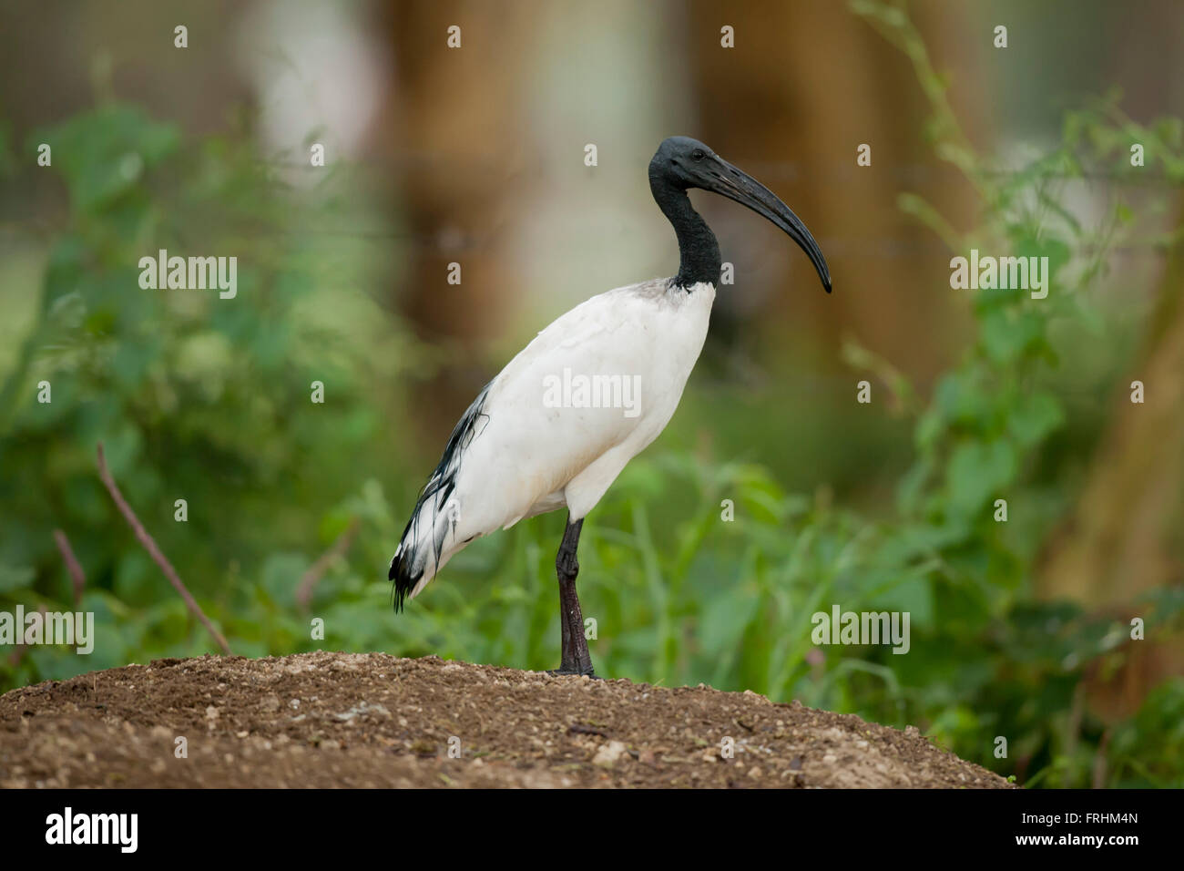 Afrikanische Sacred Ibis am Lake Naivasha in Kenia Stockfoto