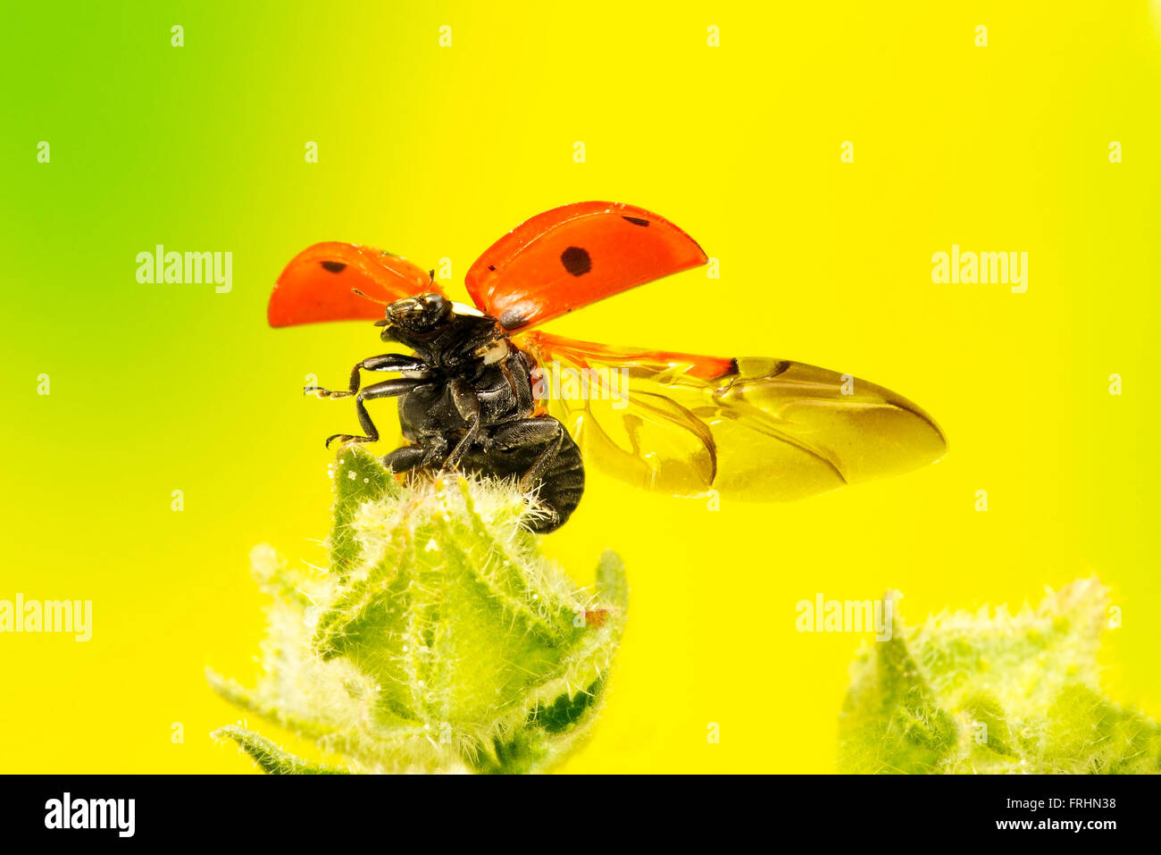 7 vor Ort Marienkäfer fliegen aus einer Wildpflanze Stockfoto
