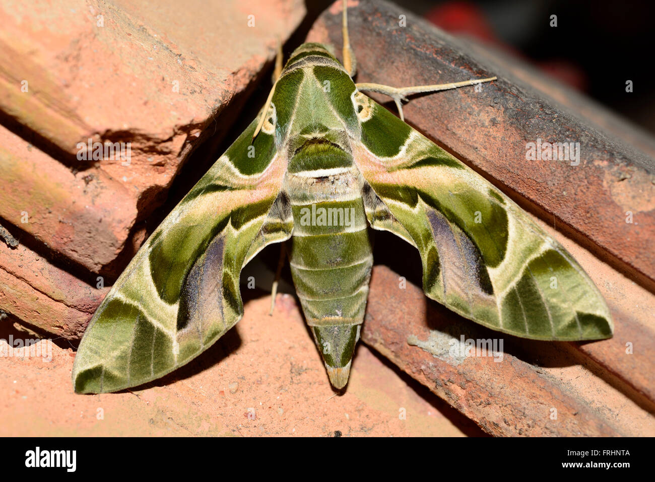 Große Falter (Fam. Lepidoptera) in Chiang Mai, Thailand Stockfoto