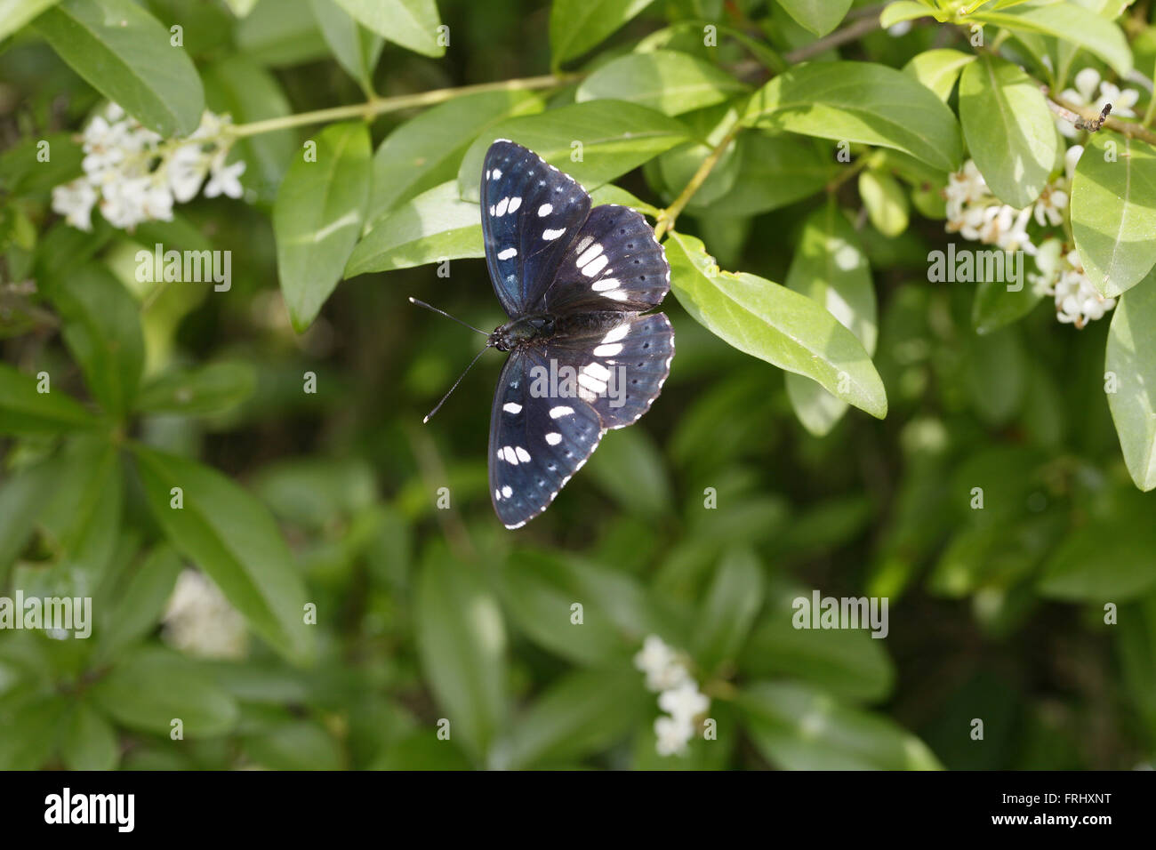 Südlichen White Admiral, Ladoga reducta Stockfoto