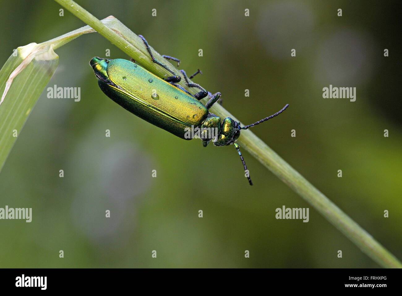Ein Blister Beetle Alias spanische Fliege Lytta vesicatoria Stockfoto