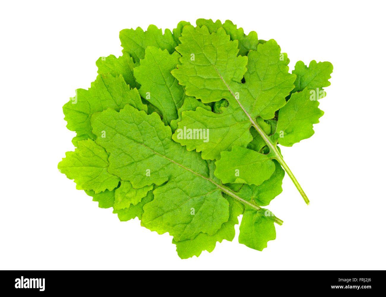 Senf Blätter auch weißer Senf, Sinapis Alba, Brassica Alba oder Brassica Hirta genannt und als eine kulinarische Zutat verwendet. Stockfoto
