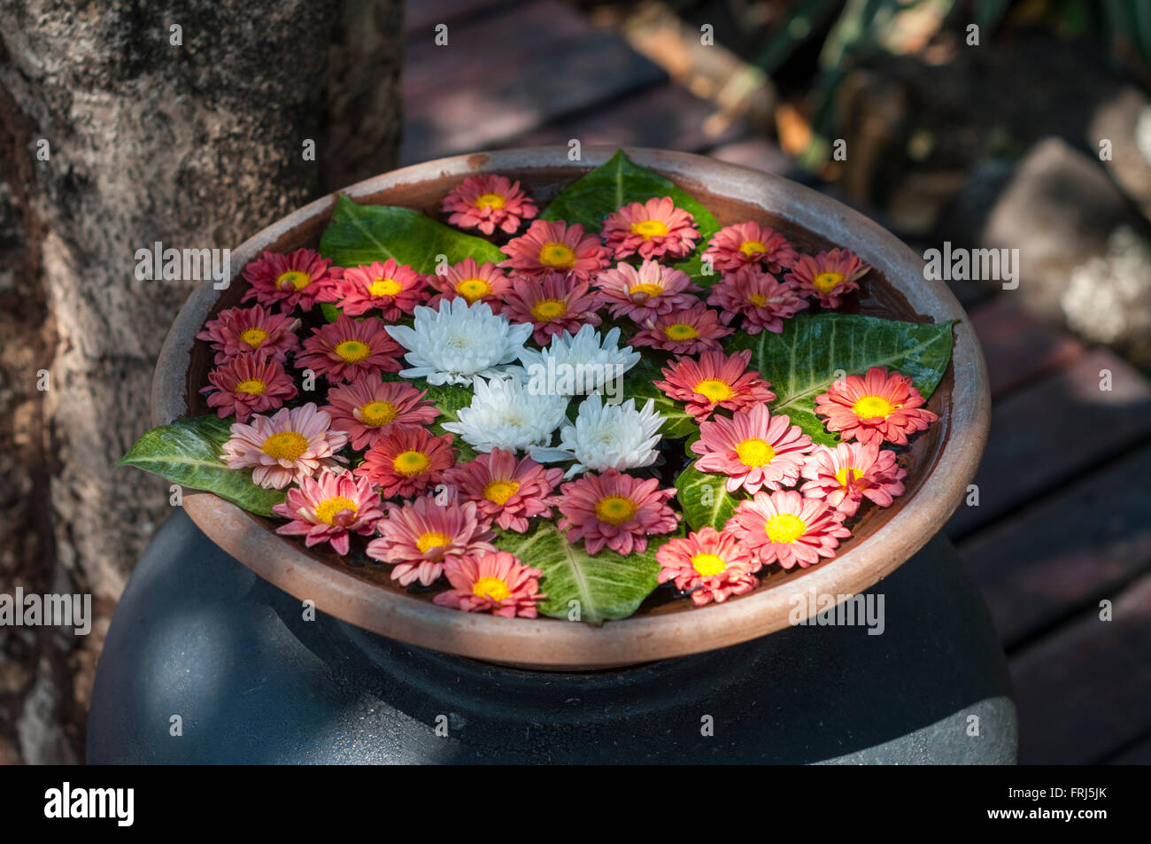 Rote und weiße Blüten in eine Schüssel als Dekoration sehr schön angeordnet. Stockfoto