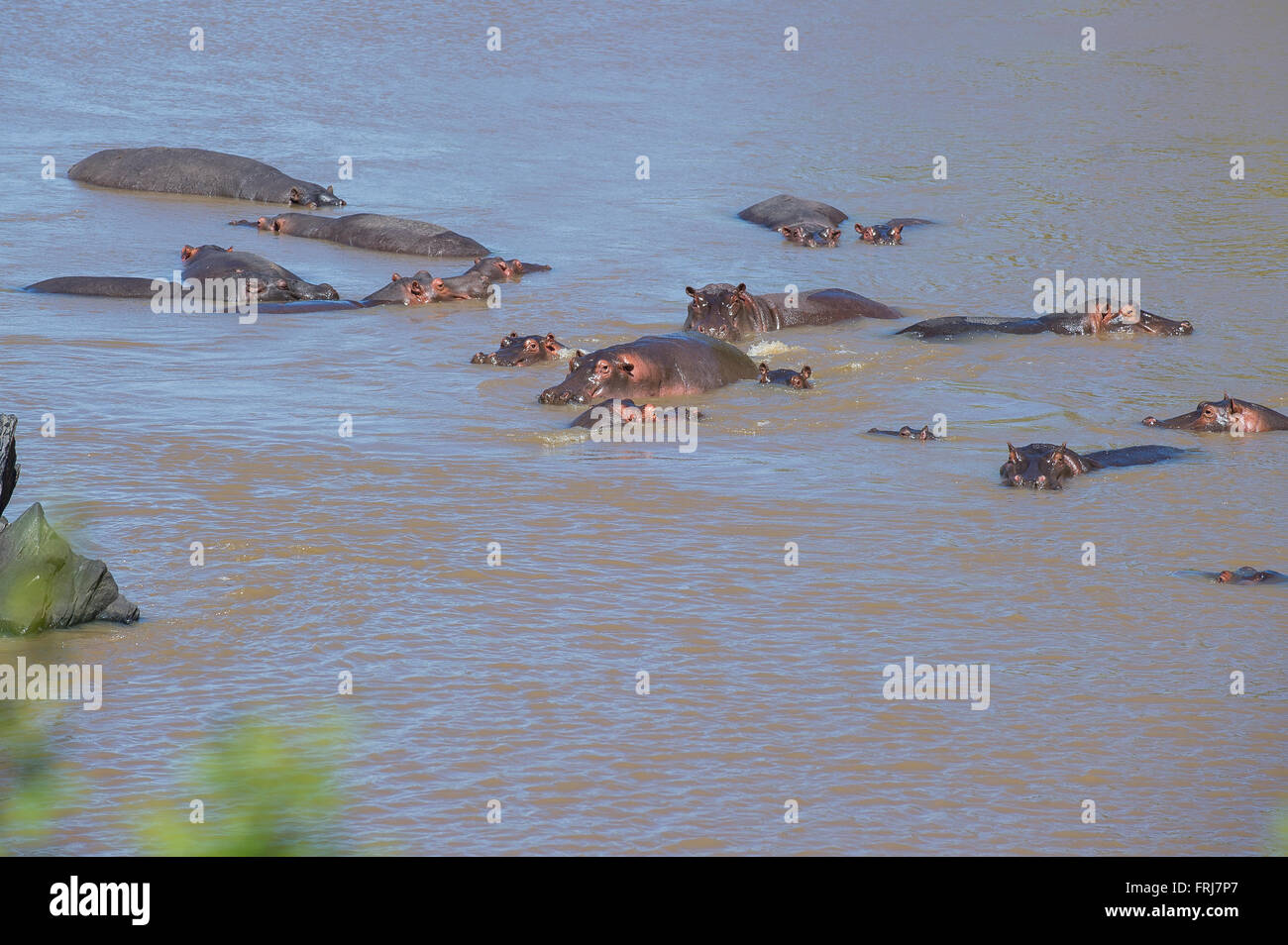 Nilpferde in den Mara River Stockfoto