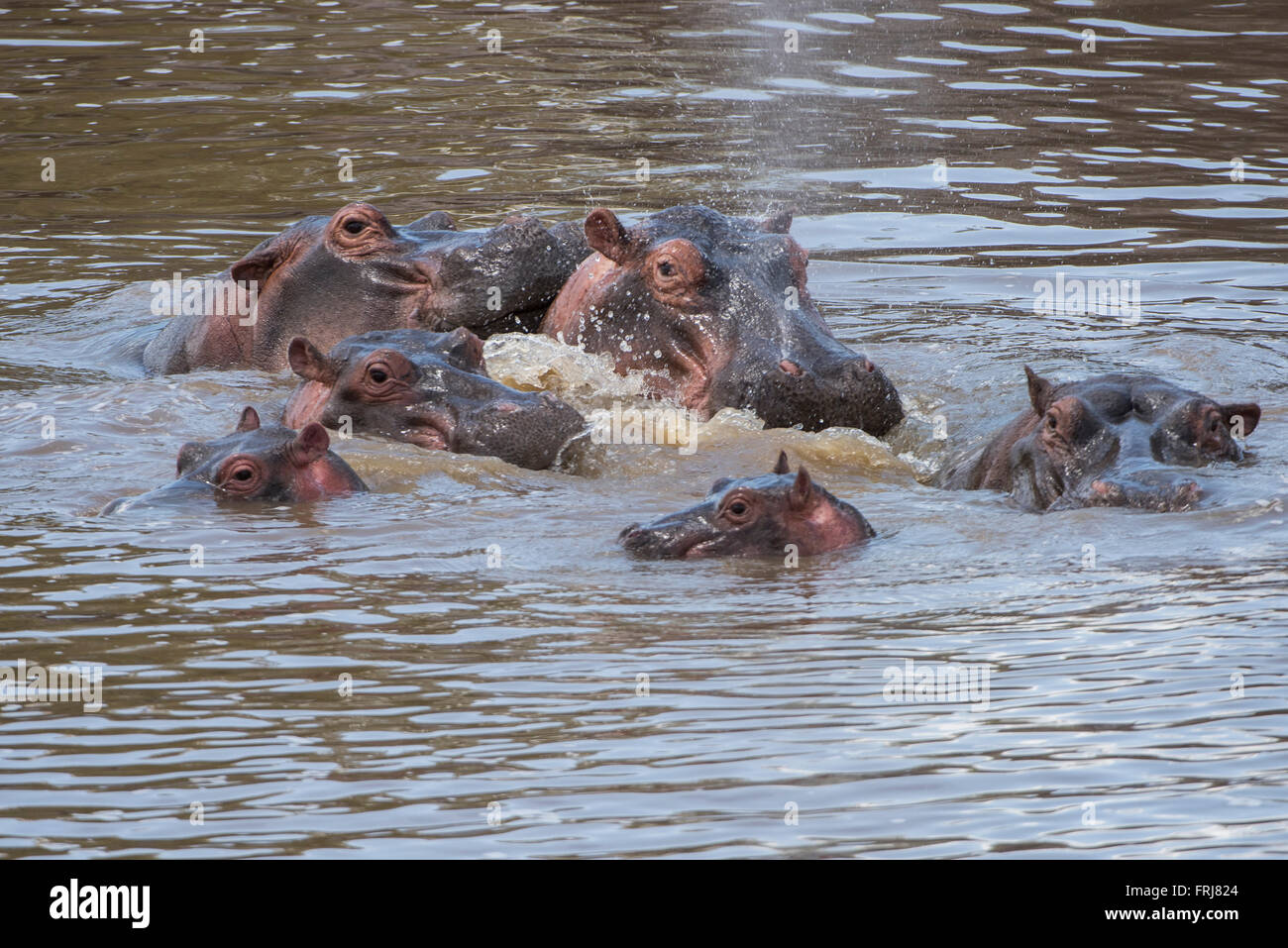 Nilpferd mit jungen im Wasser Stockfoto