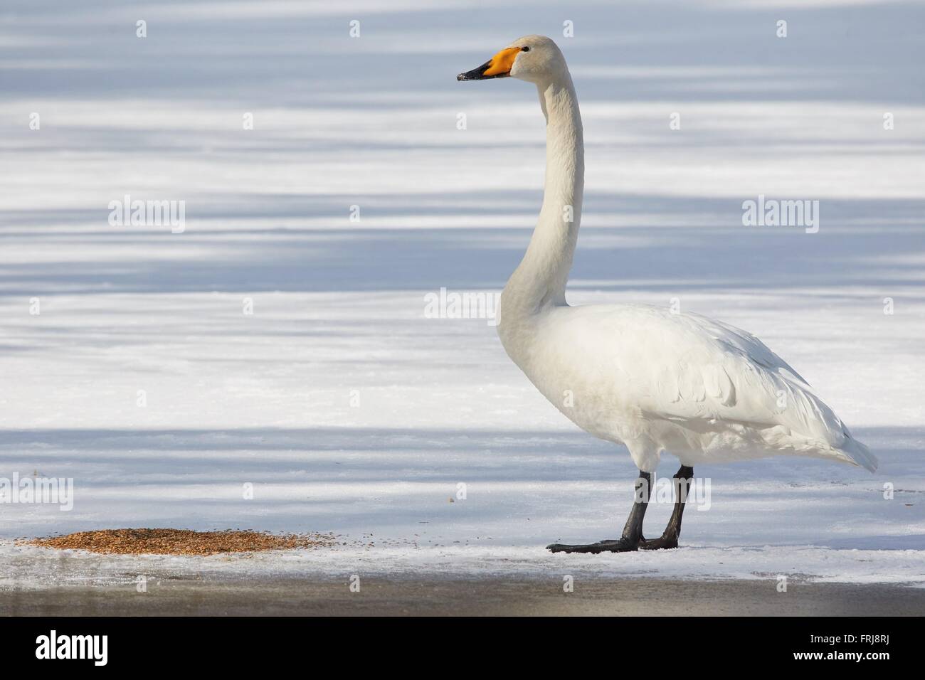 Whooper Schwan (Cygnus Cycnus) stehen auf dem Eis eines gefrorenen Sees in Finnland im Winter. Schöne späten Nachmittag Sonne. Stockfoto