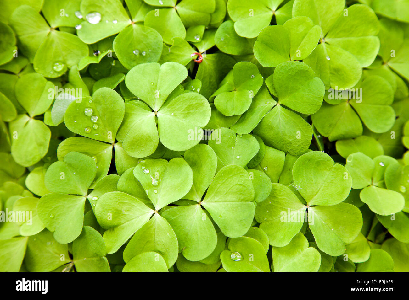grünen Klee Hintergrund Stockfoto