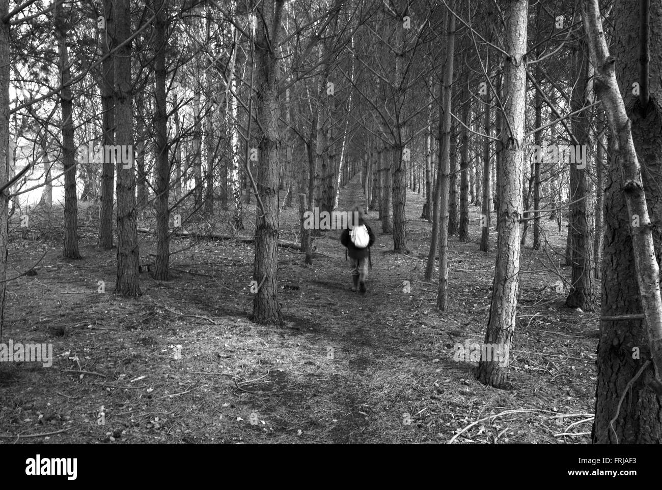 Kind zu Fuß durch den Wald, Acomb, Northumberland Stockfoto