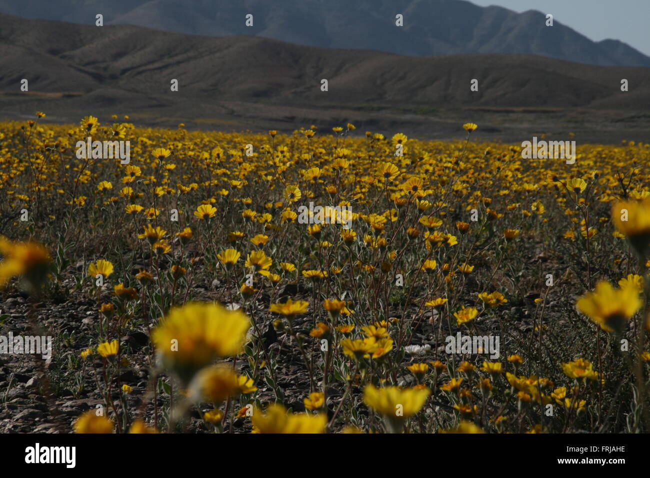 Super seltene Blüte 2016 Death Valley National Park Stockfoto