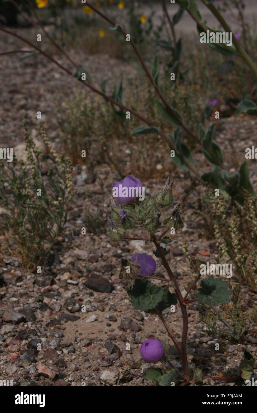 Seltene Wilde Blume Super Bloom Death Valley 2016 Stockfoto