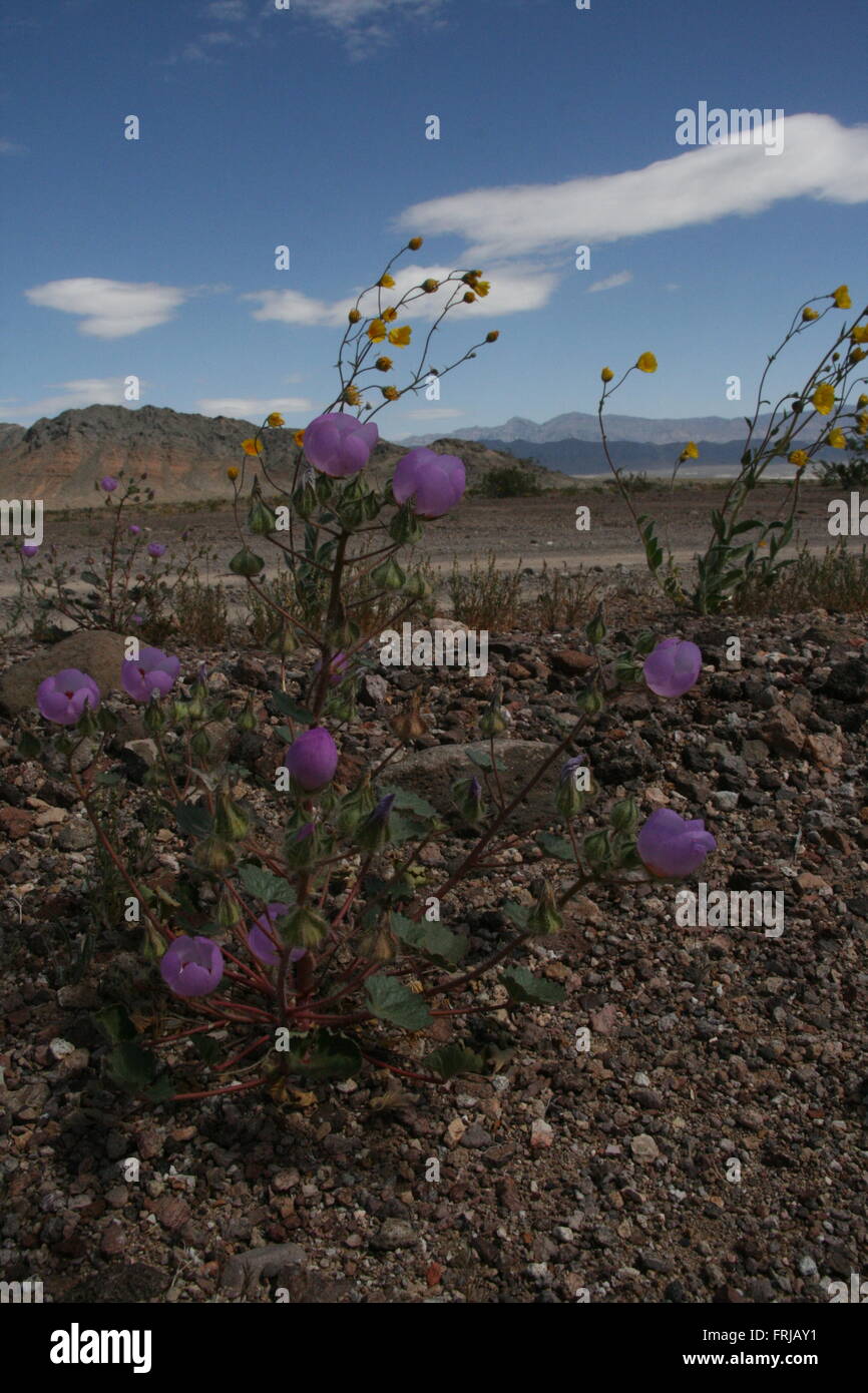 Seltene Wilde Blume Super Bloom Death Valley 2016 Stockfoto