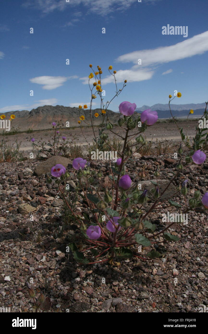 Seltene Wilde Blume Super Bloom Death Valley 2016 Stockfoto