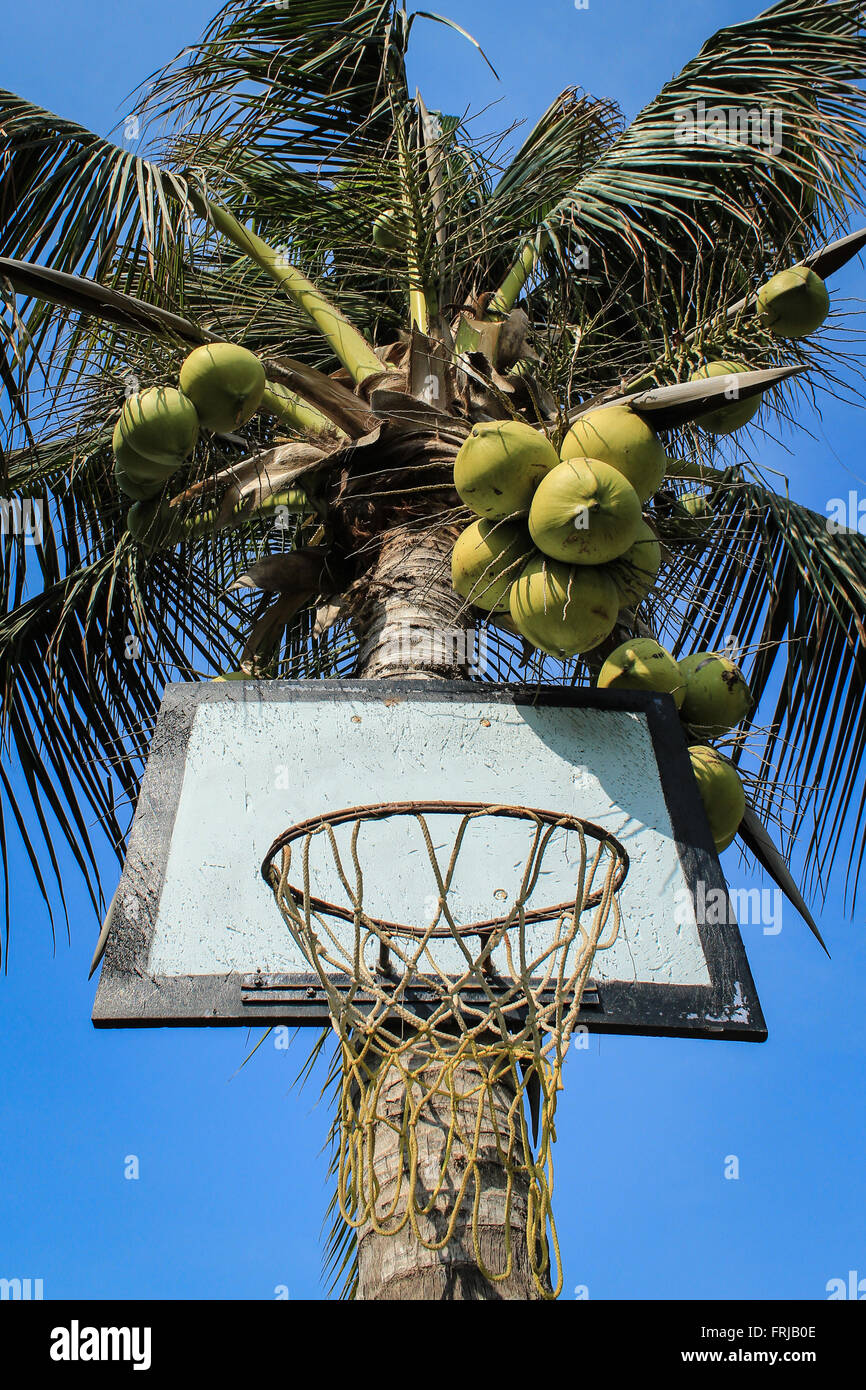Basketball-Korb auf Kokospalme Stockfoto