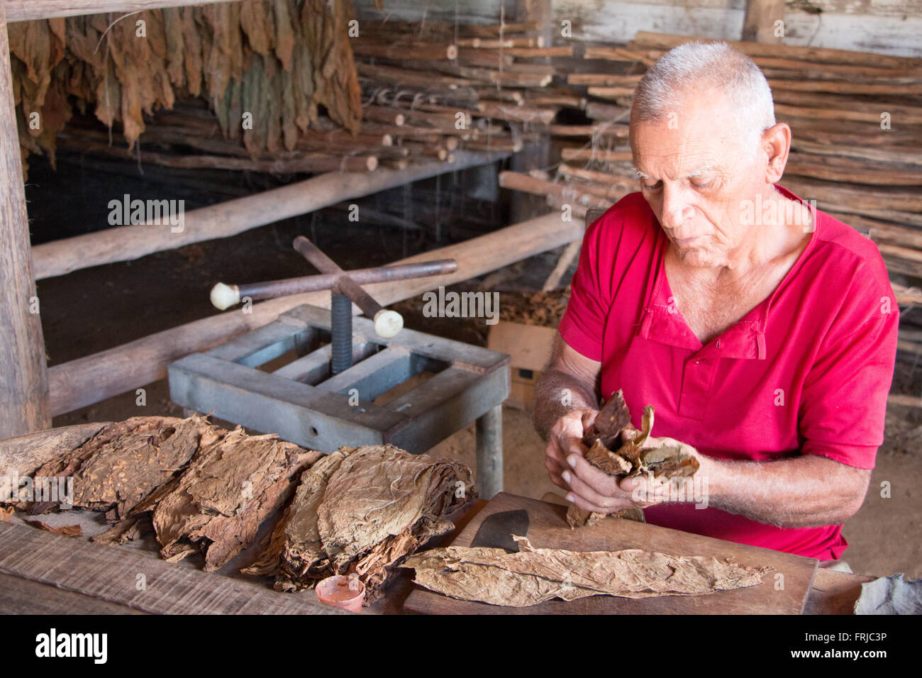 Man rollt eine Zigarre am Robaina Zigarrenfabrik in Vinales, Kuba Stockfoto
