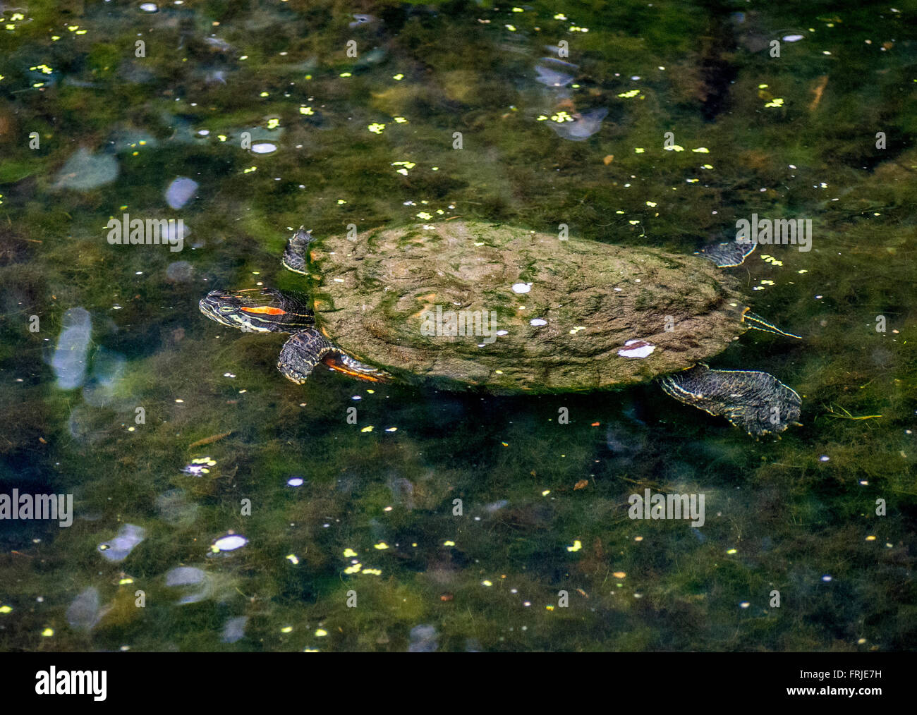 Schildkröte, Nordholz, Central Park, New York City, USA. Stockfoto