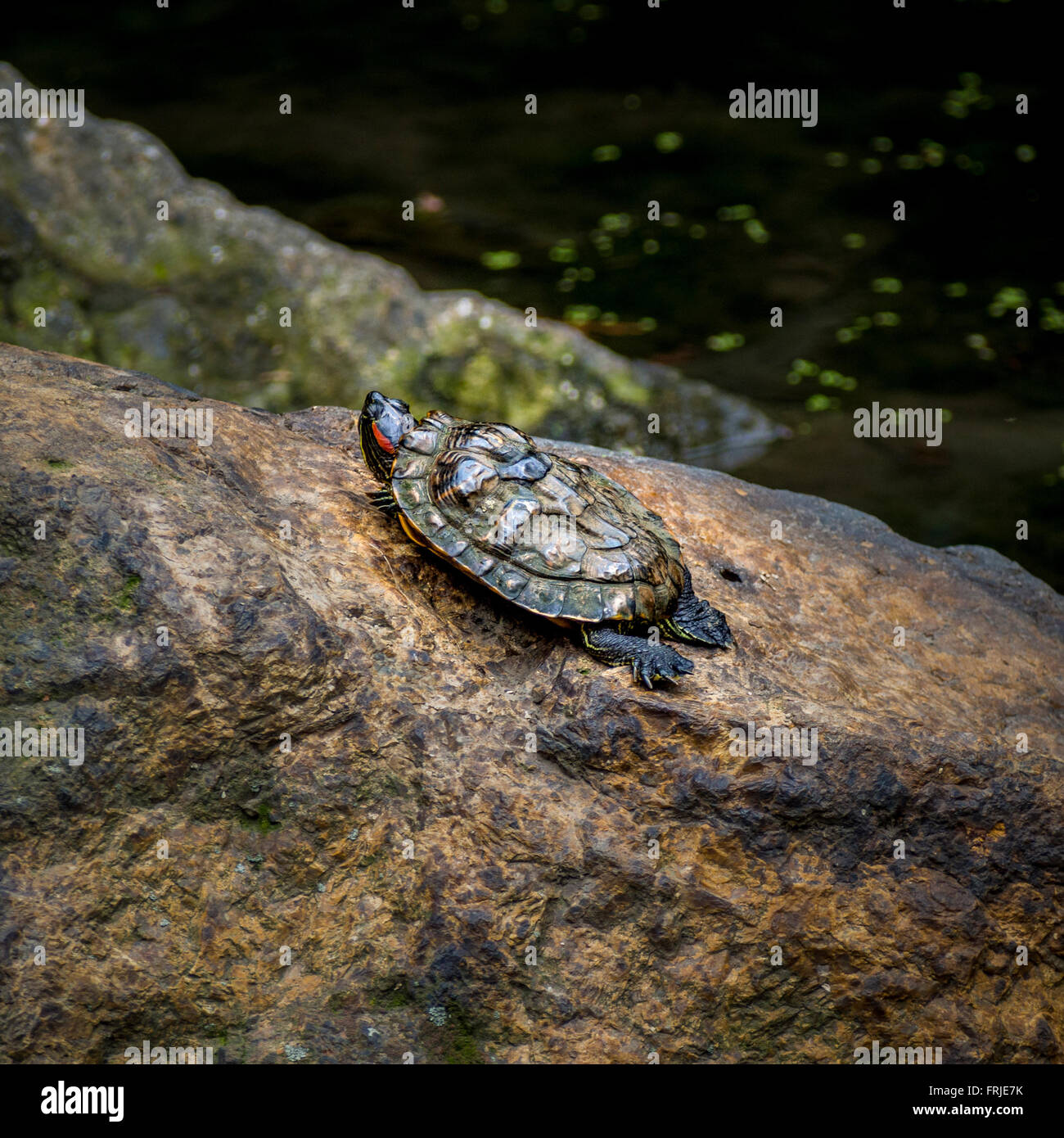 Schildkröte am Fels, Nordholz, Central Park, New York City, USA. Stockfoto