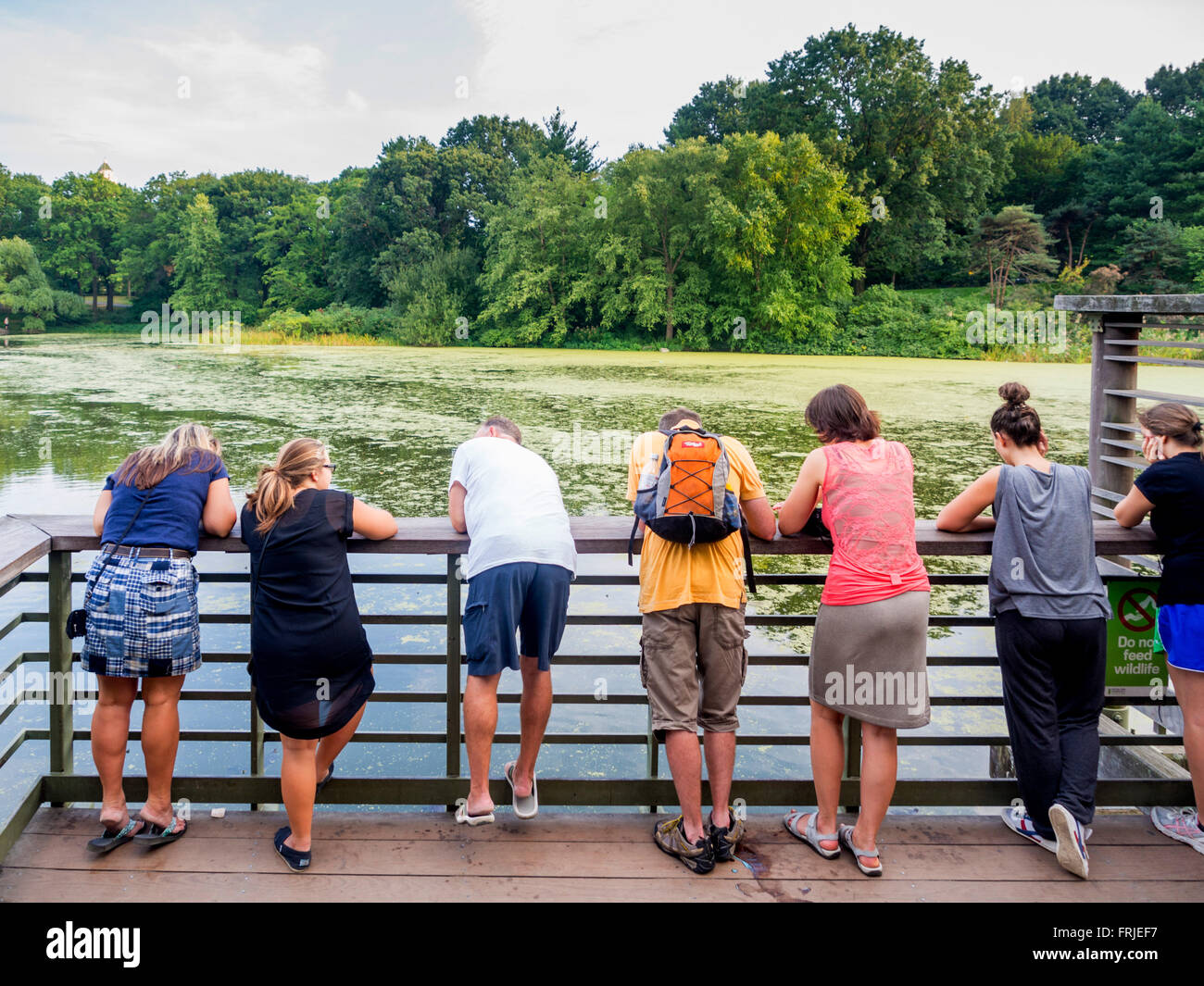 Touristen beobachten Schildkröten am Turtle Pond, Central Park, New York. Stockfoto