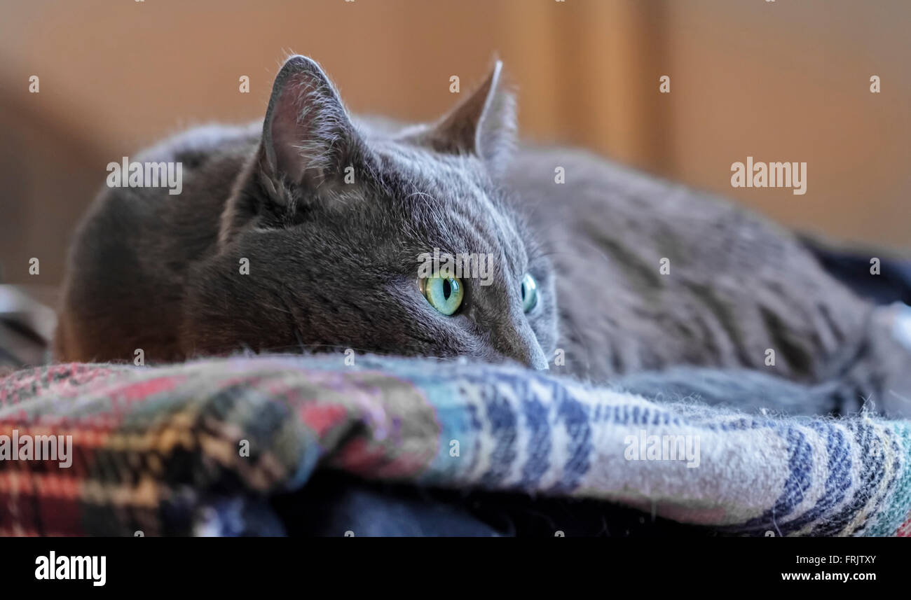 Schöne Erwachsene graue Katze mit wachsamen Auge Stockfoto