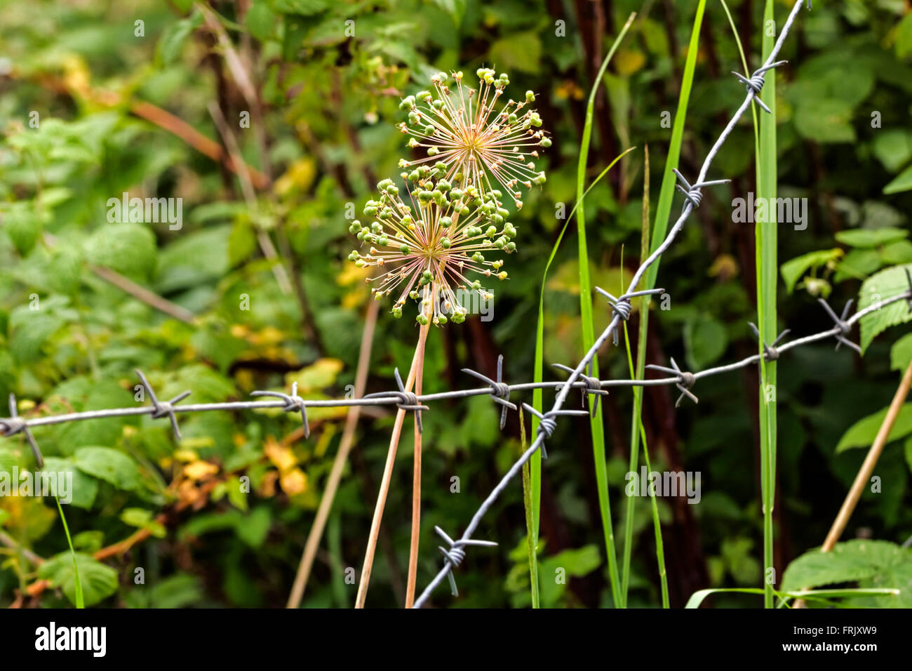 Birnen blühen Zwiebel und Stacheldraht im Sommertag Stockfoto