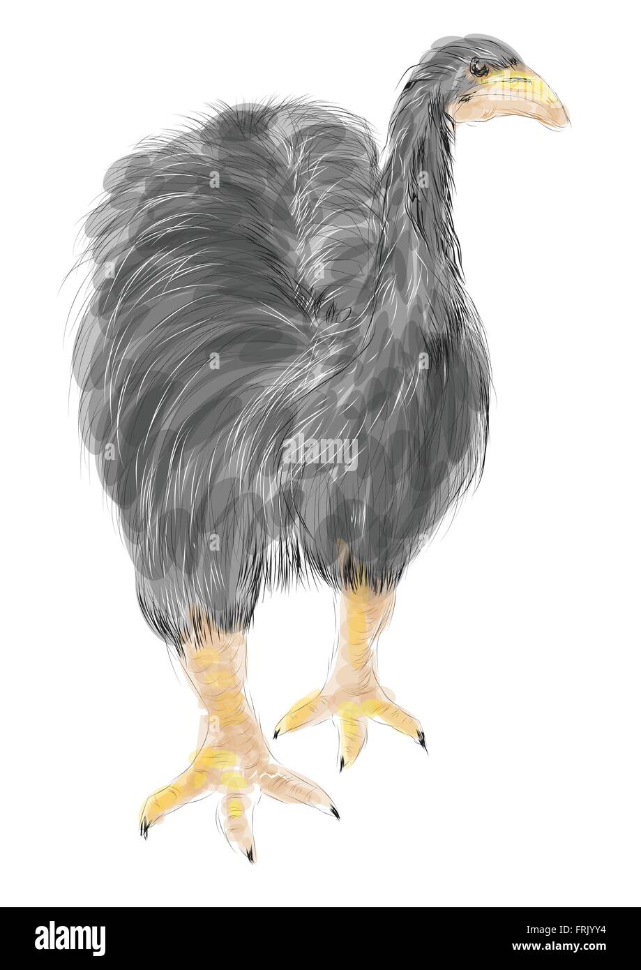 Moa. ausgestorbener Vogel isoliert auf weißem Hintergrund Alamy Moa. ausgestorbener Vogel isoliert auf weißem Hintergrund Alamy