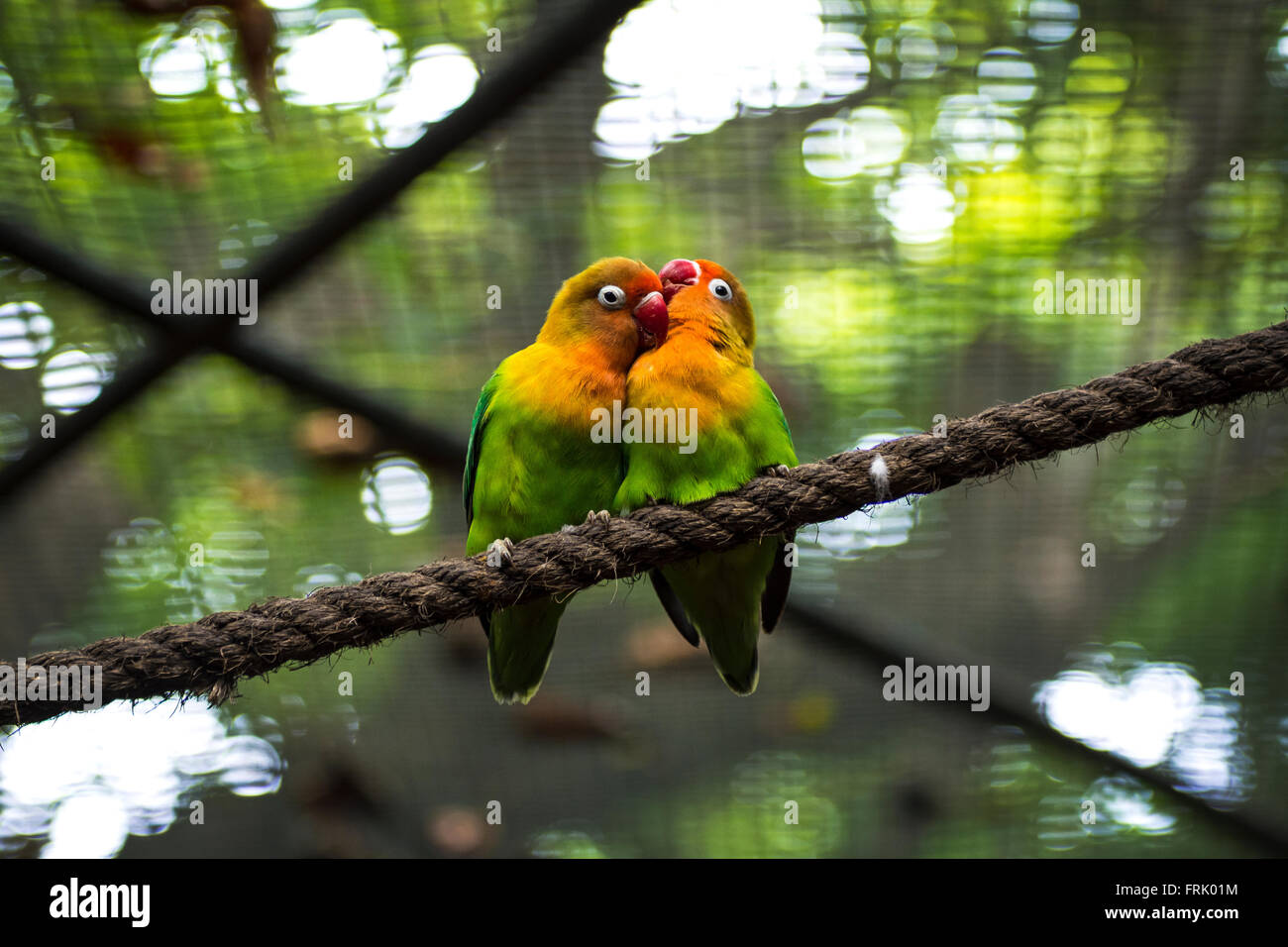 Liebe Vögel Stockfoto