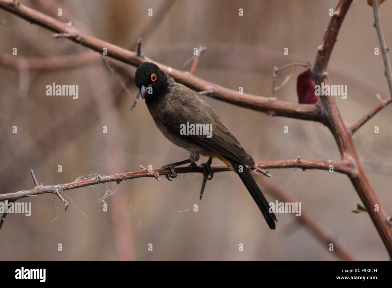 Afrikanische Red-eyed Bülbül (Pycnonotus Nigricans) im Etosha Nationalpark, Namibia Stockfoto