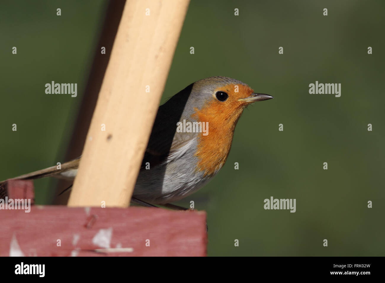 Rotkehlchen (Erithacus Rubecula) auf ein Futterhäuschen für Vögel im Garten zu sitzen. Stockfoto