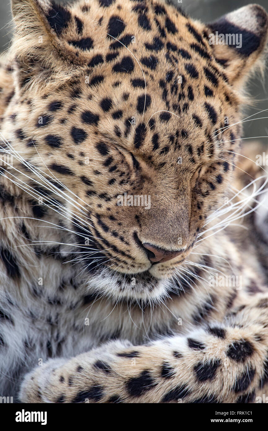 Weibliche Amur Leoparden schauen schläfrig (Nahaufnahme) Stockfoto