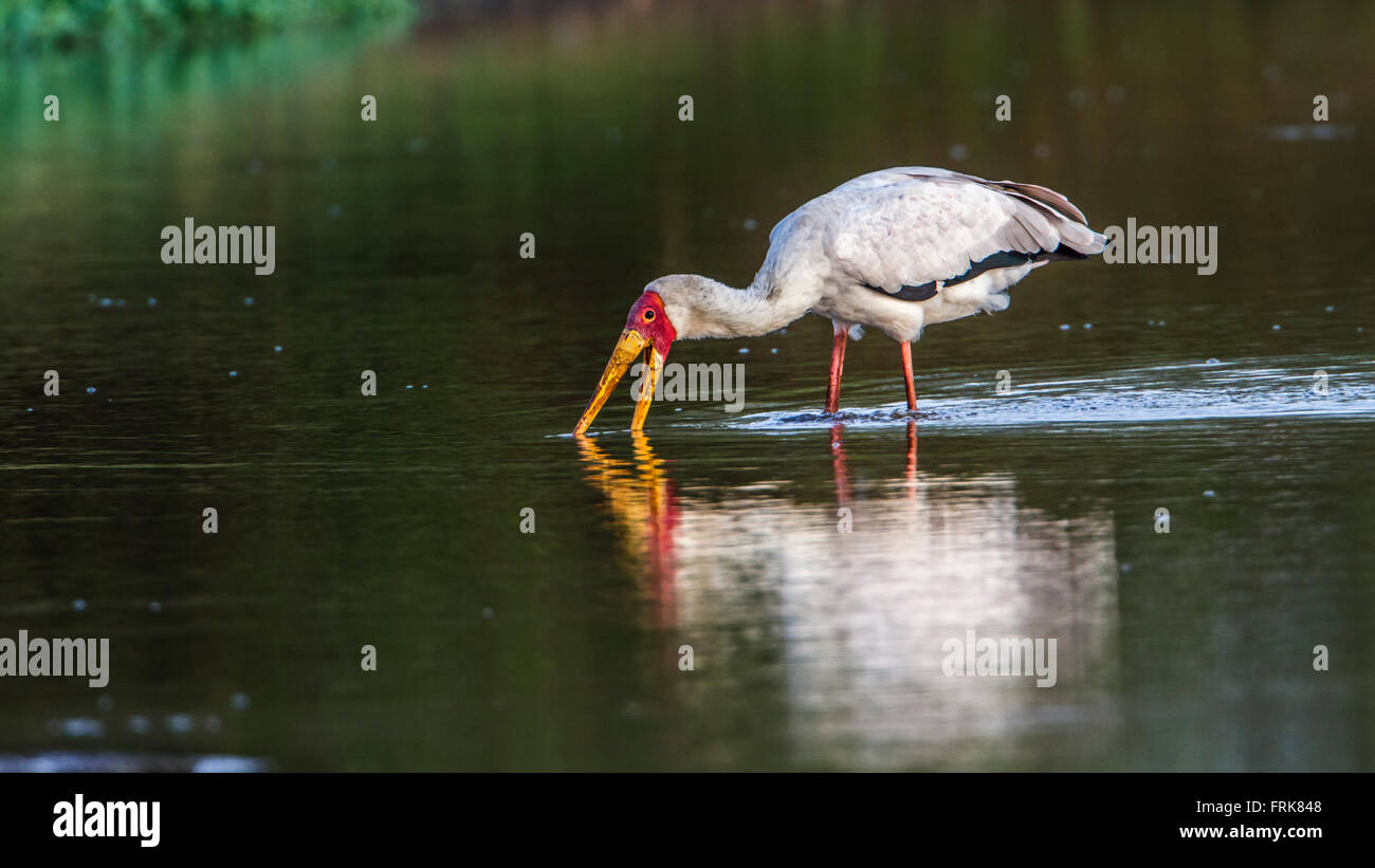 Gelb-billed Storch im Krüger-Nationalpark, Südafrika; Specie Mycteria Ibis Familie Ciconiidae Stockfoto