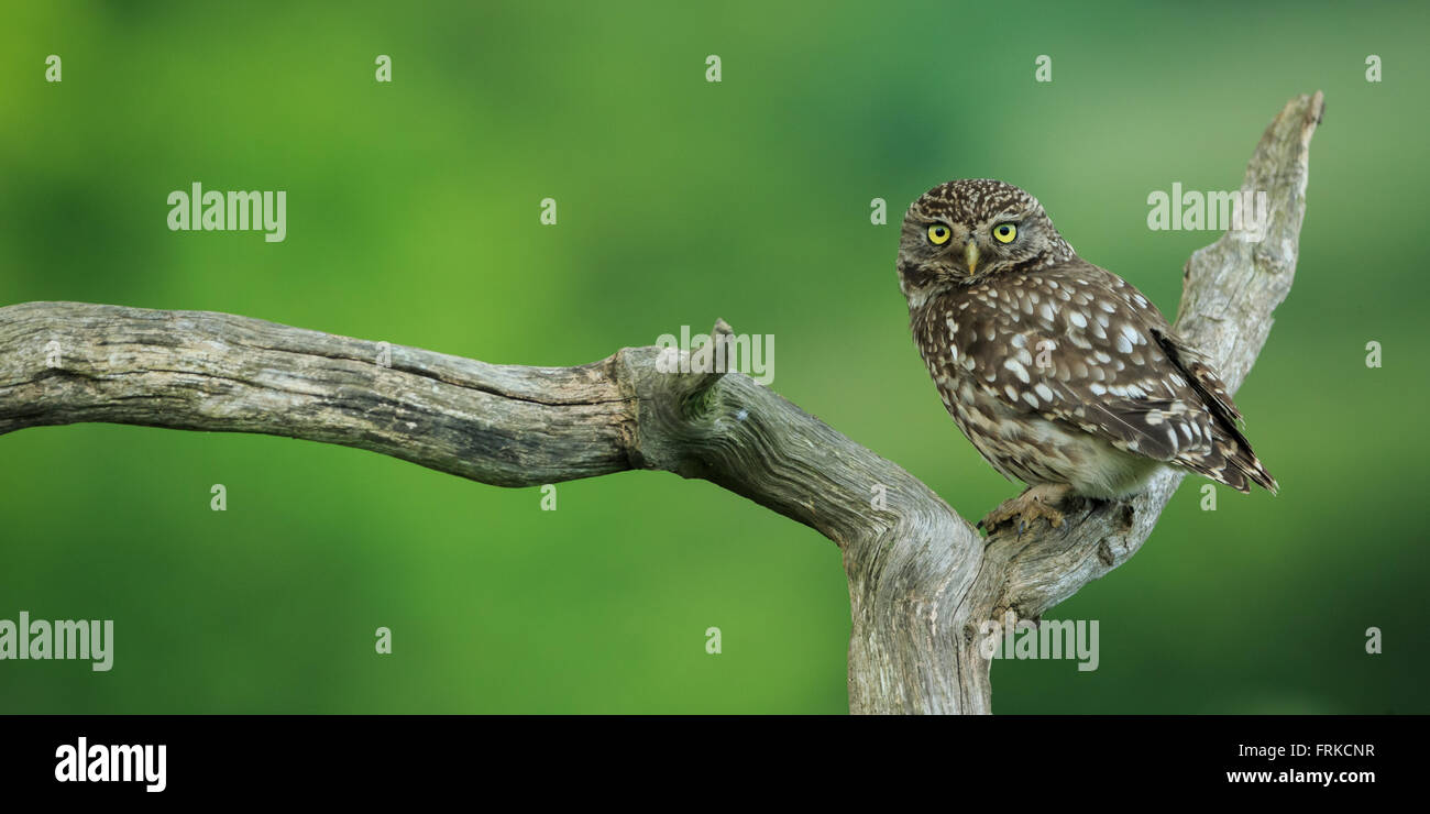 Steinkauz (Athene Noctua) Stockfoto