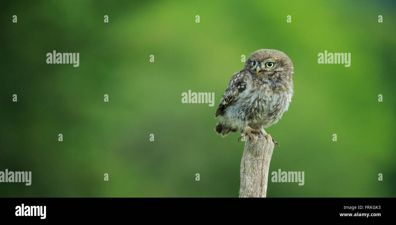 Steinkauz (Athene Noctua) North Yorkshire, England. Stockfoto