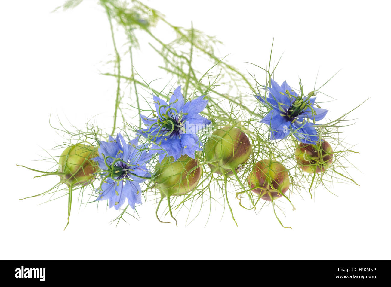 Nigella Blüten mit Hülsen isoliert auf weiss Stockfoto