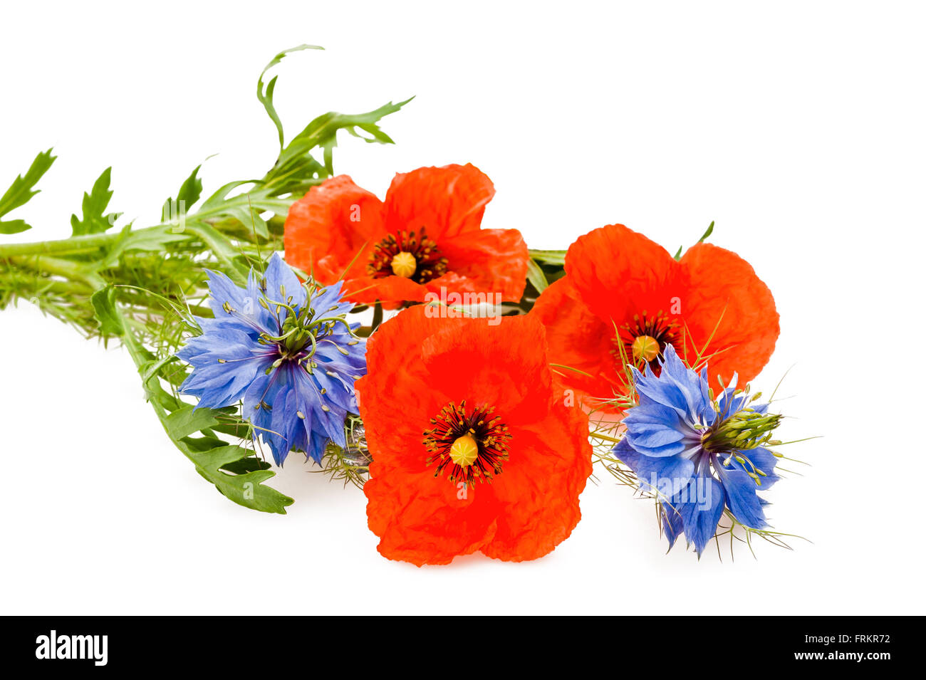 Nigella und Mohn Blumen isoliert auf weiss Stockfoto