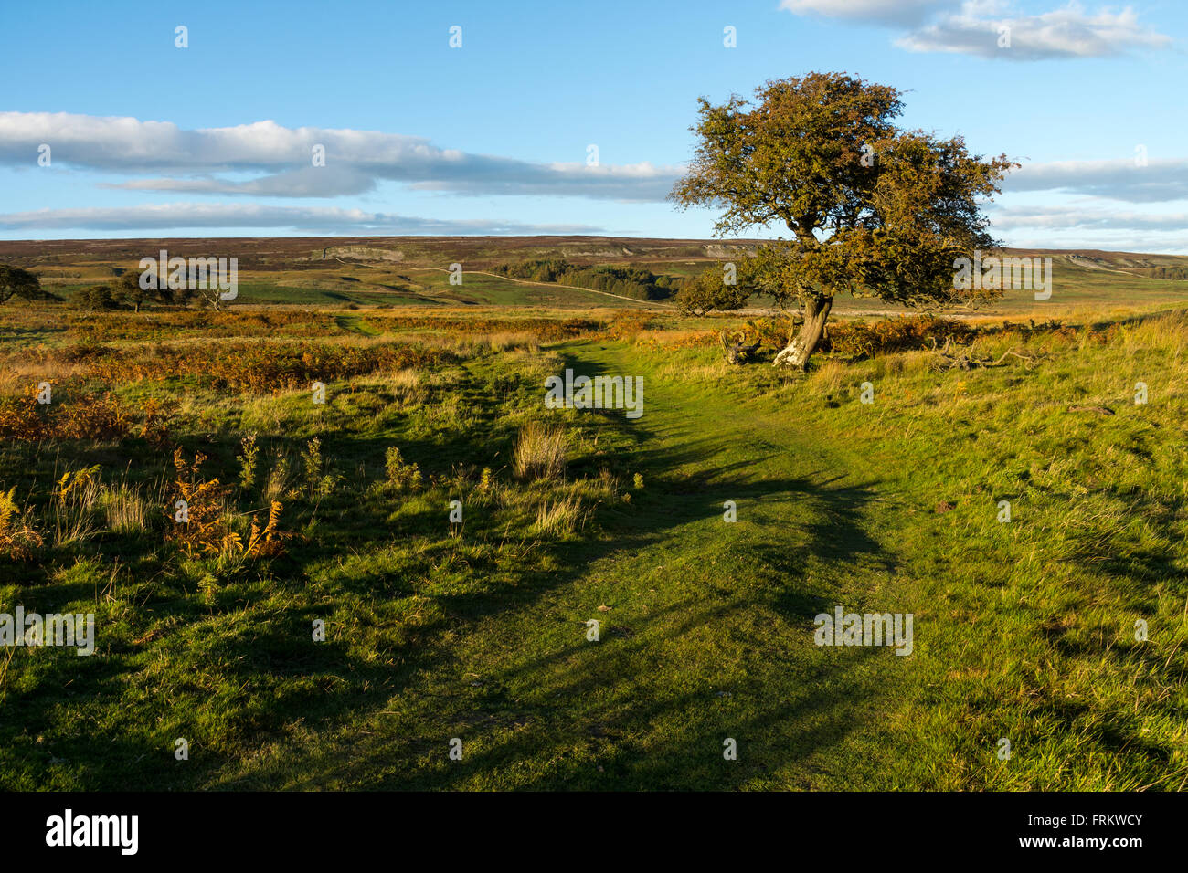East Bolton Moor aus einem Track östlich von Schloss Bolton, Wensleydale, Yorkshire Dales National Park, England, UK Stockfoto