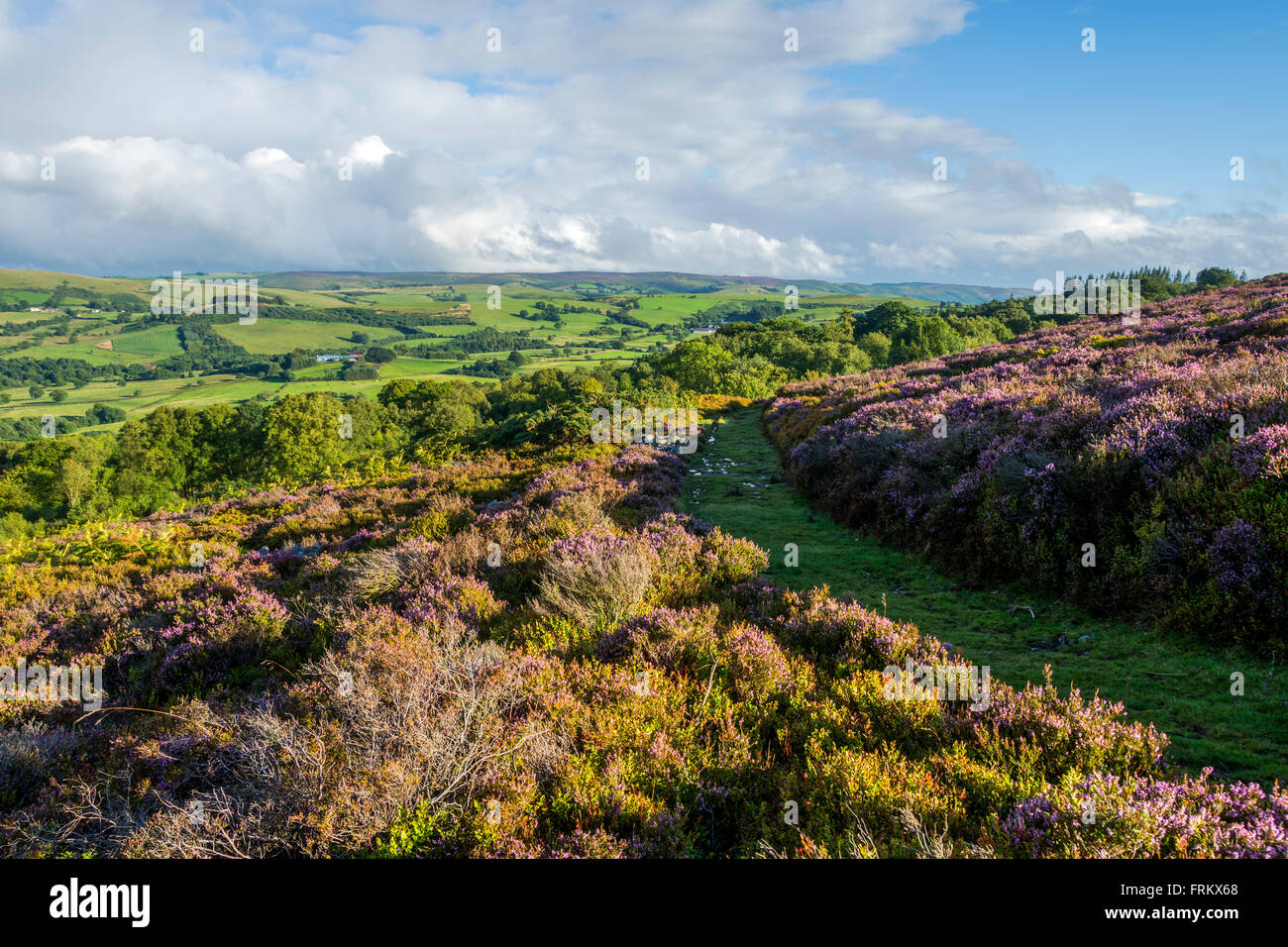 Der Long Mynd Grat von einer Spur auf dem Stiperstones Grat in der Nähe von Snailbeach, Shropshire, England, UK Stockfoto