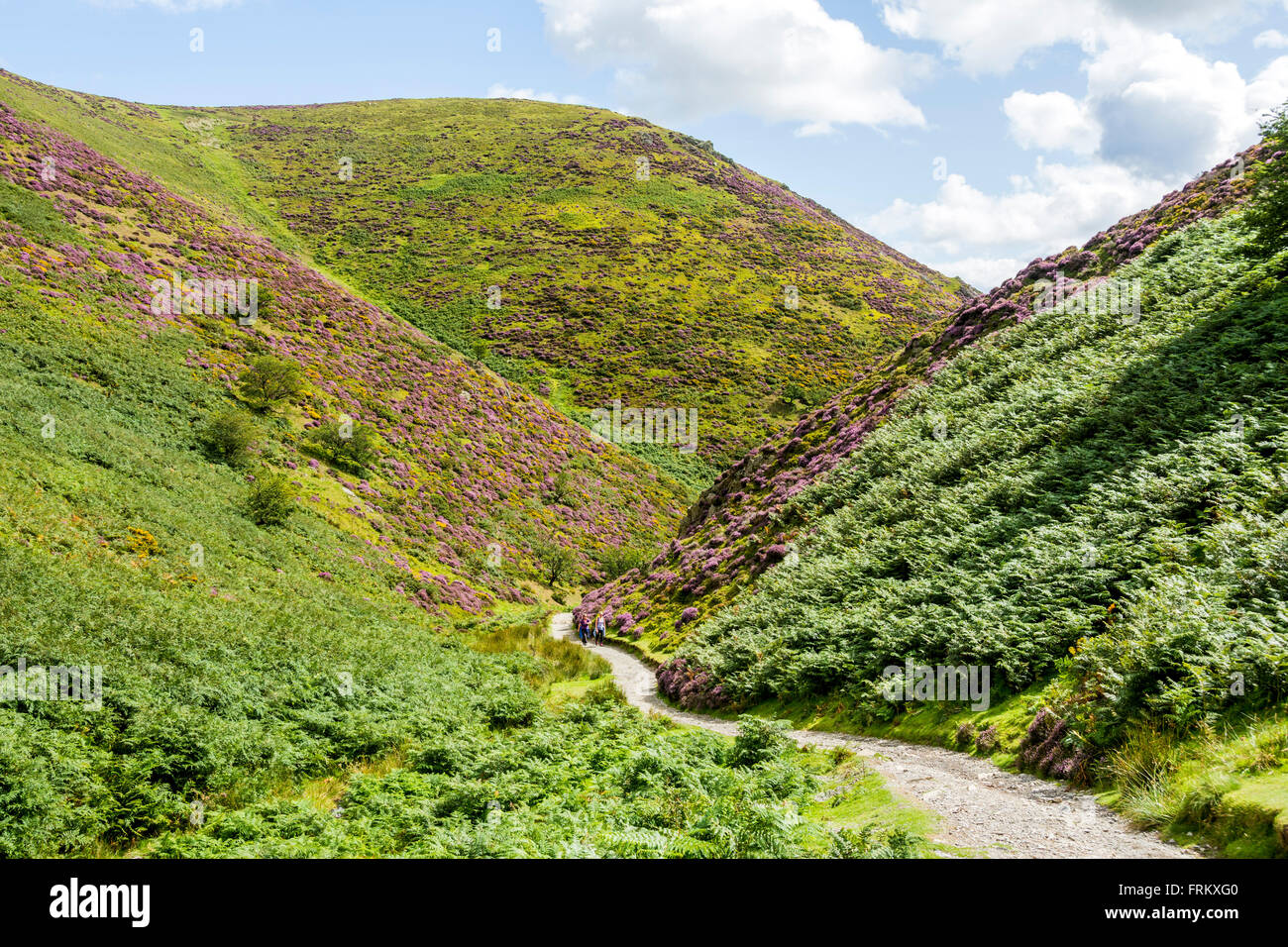 Wanderer in den Carding Mill Valley auf dem Long Mynd Grat, in der Nähe von Kirche Stretton, Shropshire, England, UK Stockfoto