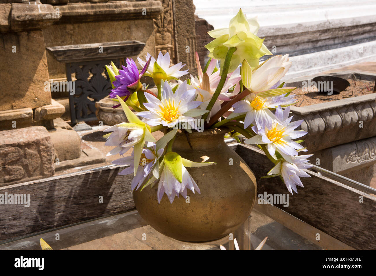 Anuradhapura, Sri Lanka, Mirisaveti, Mirisavetiya Dagoba, Lotusblumen als Opfergaben Stockfoto