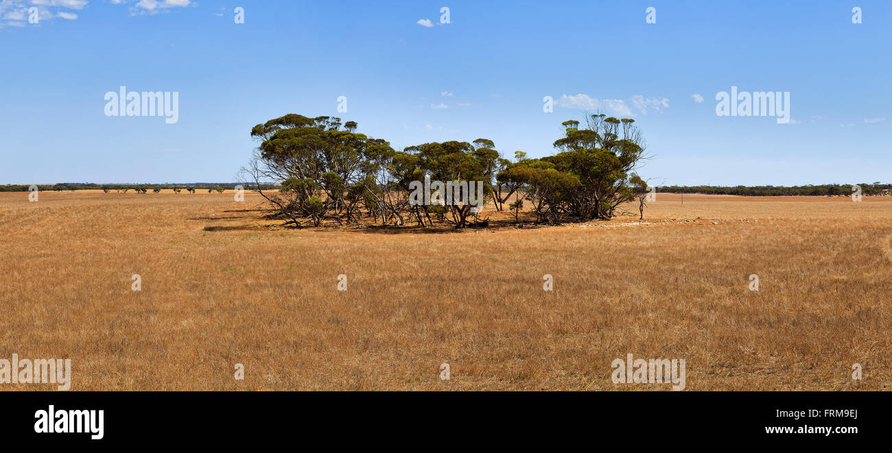 Geernteten Weizenfeld in South Australia landwirtschaftliche Gürtel mit immer grünen Gumtrees in der Mitte an einem heißen sonnigen Sommertag. Stockfoto