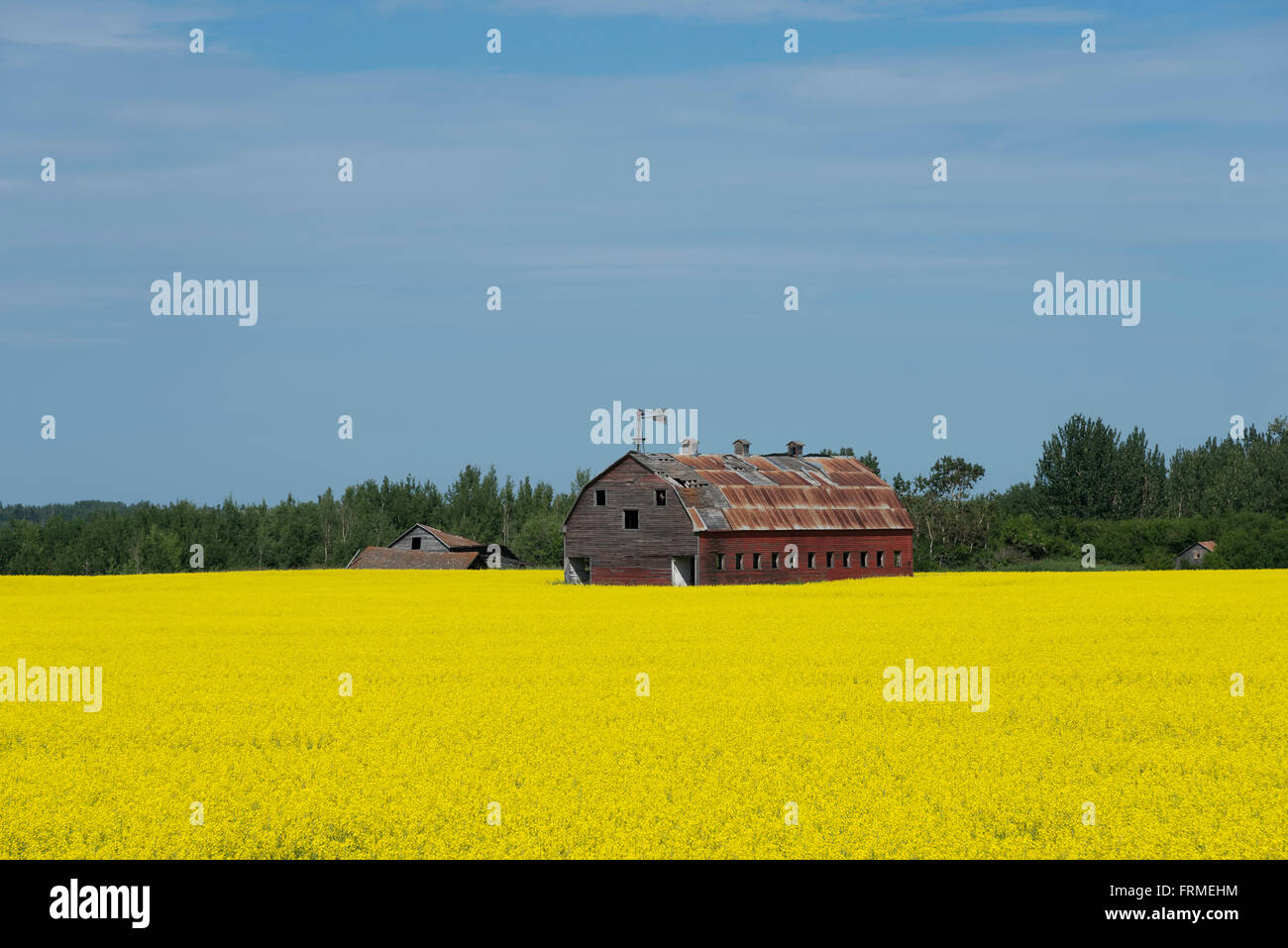 Rote Scheune in einem Raps-Feld Stockfoto