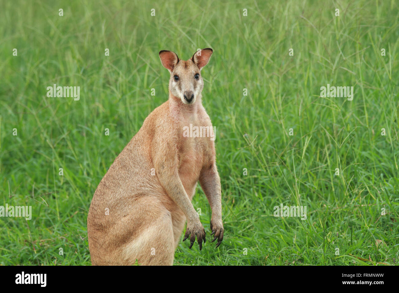 Eine männliche Agile Wallaby - Macropus Agilis - Fluss Wallaby oder Sand Wallaby Weiden auf Rasen im australischen Busch. Foto Chris Ison Stockfoto