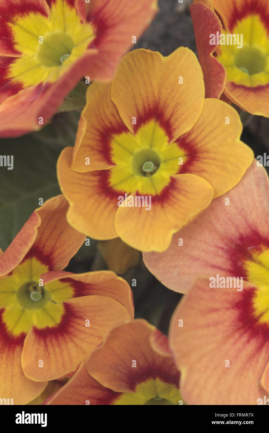 Eine Nahaufnahme von einer Gruppe von ornamentalen Garten Primel Blumen Stockfoto