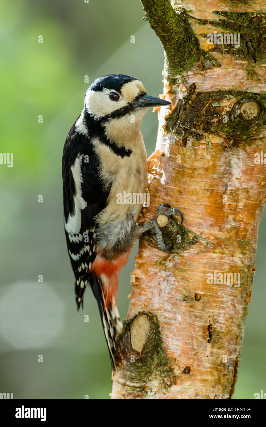 Großen beschmutzt Specht Dendrocopos großen erwachsenes Weibchen auf Birke. Stockfoto
