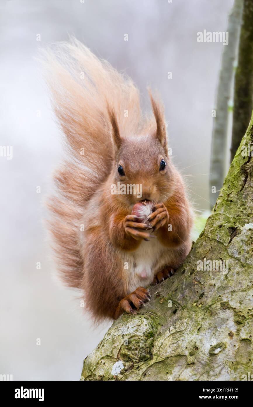 Männlichen Eichhörnchen Sciurus Vulgaris Essen Haselnüsse auf einem Ast Stockfoto